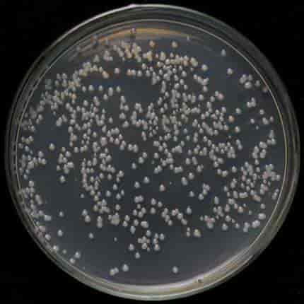A4 chemically Agrobacterium Express Competent Cells